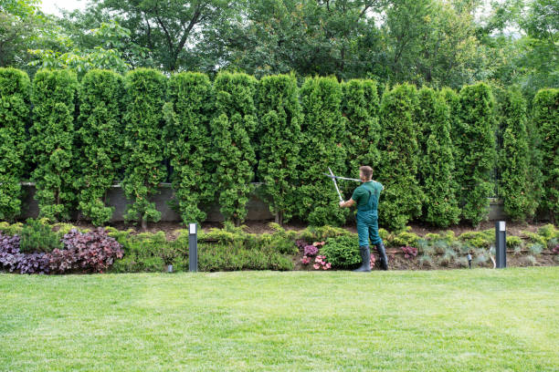 Best Pest Control for Lawns  in Limon, CO