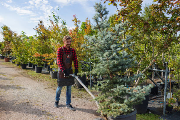 Best Lawn Renovation and Restoration  in Limon, CO